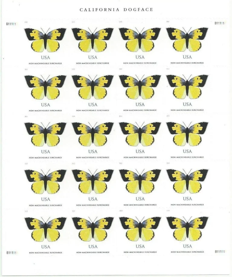 California Dogface Butterfly