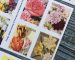 Set of four colorful USPS Forever stamps featuring detailed illustrations of wildflowers: Pasqueflower, Wood Lily, Alpine Buttercup, and Woods' Rose.